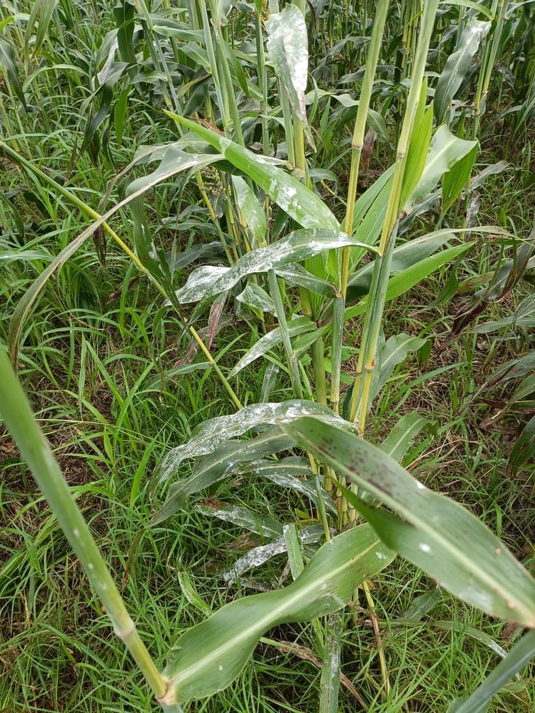 Sorgo contaminado por Ergot  - 3