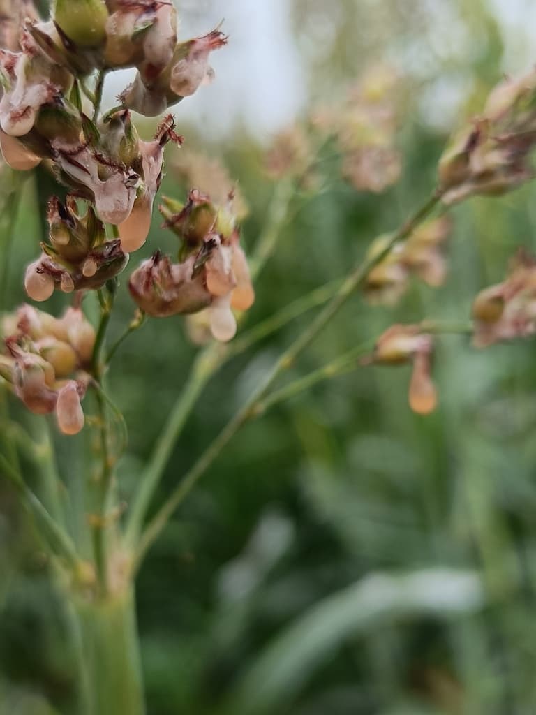 Sorgo contaminado por Ergot  - 1