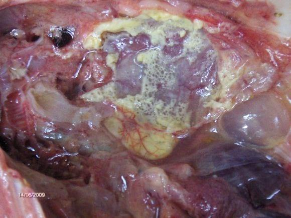 Colibacilosis, enfermedad del tracto digestivo