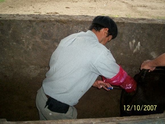 INSEMINACIÓN PROPIAMENTE DICHO