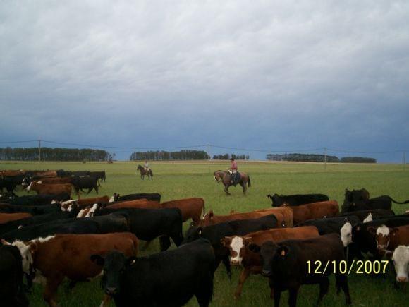 JUNTANDO EL RODEO PARA LA DETECCIÓN DE CELO