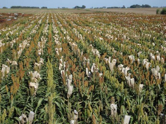 foto I&D Sorgo 2008/2009