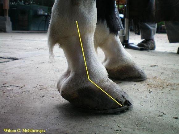 Multiherrajes en caballos