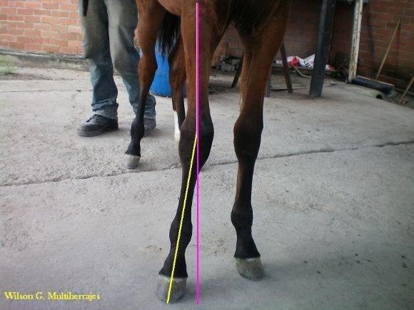 Multiherrajes en caballos