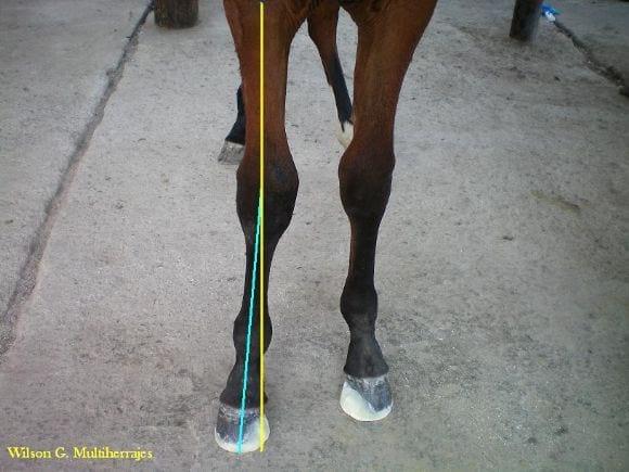 Multiherrajes en caballos