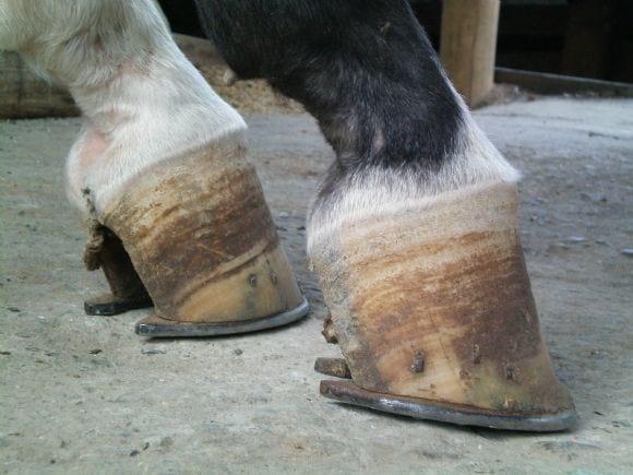 Multiherrajes en caballos