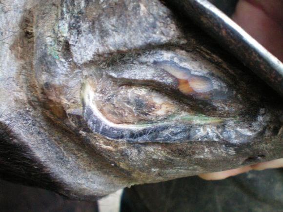 Multiherrajes en caballos