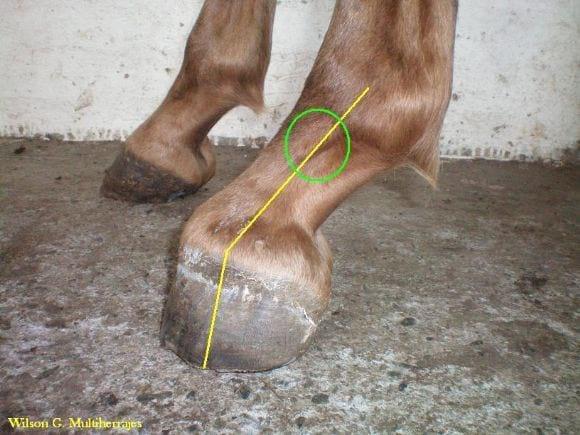 Multiherrajes en caballos