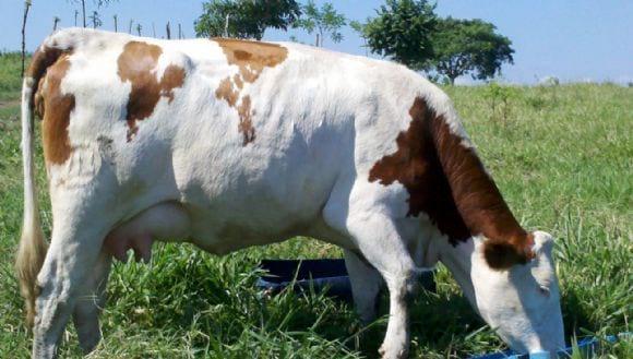 VACAS MONT.