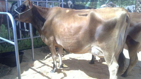 vaca jersey