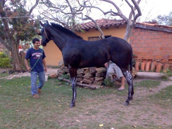 La bruja...(EUFORIA DASH)hembra