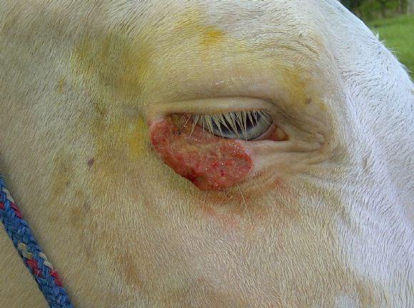 Caballo con problemas en un ojo