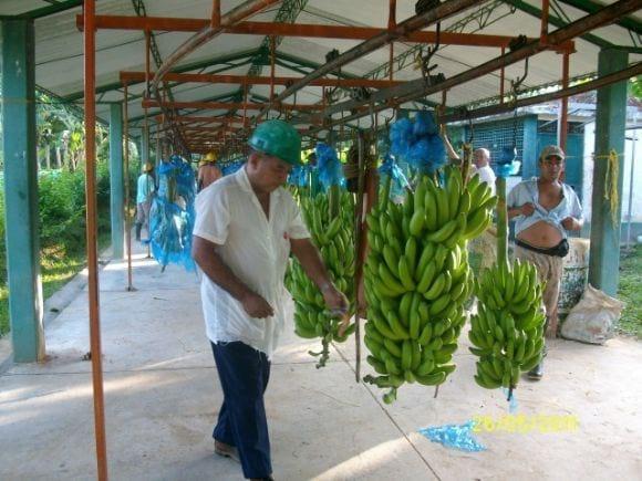 cosecha de frutales