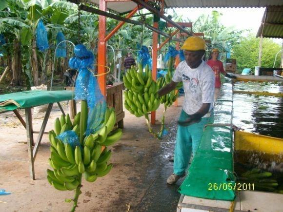 cosecha de frutales