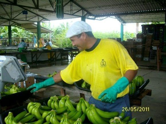 cosecha de frutales