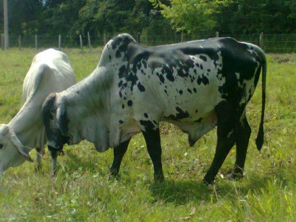 Ttoro brahman gris americano con girholando como semental