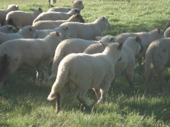 Lechón 2010