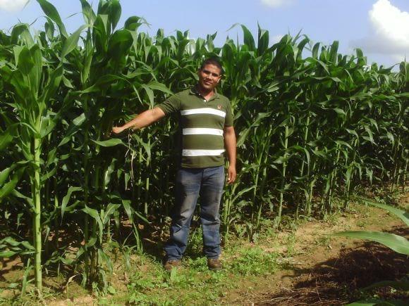 Maiz  a los 41 dds. impacto de syngenta