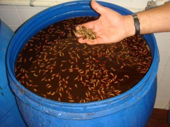 larvas de mosca soldado en Canecas de EM