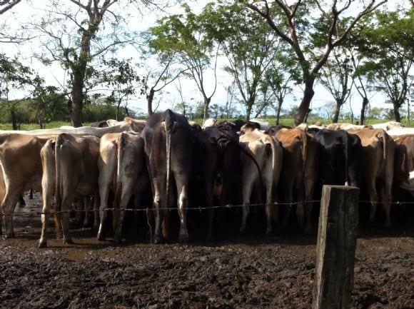 VACAS SUIZBU