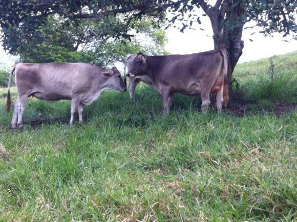 VACAS SUIZAS