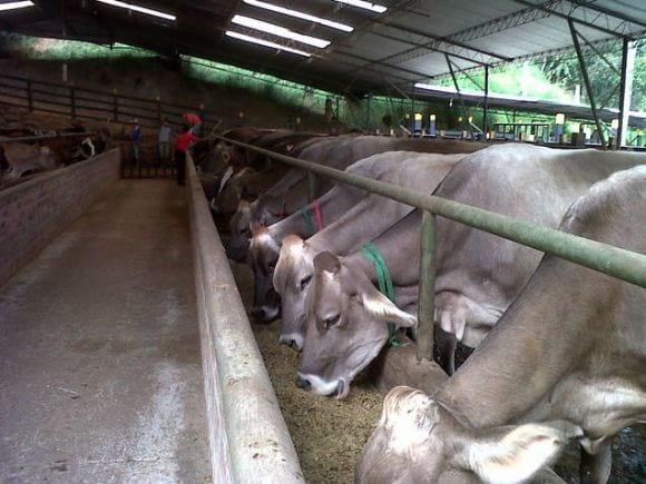 Lecheria en el trópico confinamiento