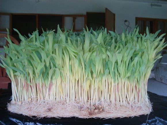 Germinado de maíz