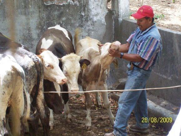 Midiendo a los becerros destetados