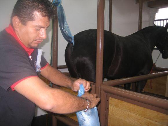 Colocando el guante para la inseminación artificial