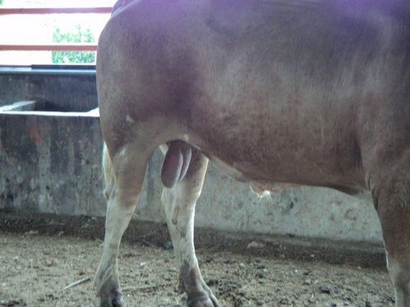 embriones e inseminacion