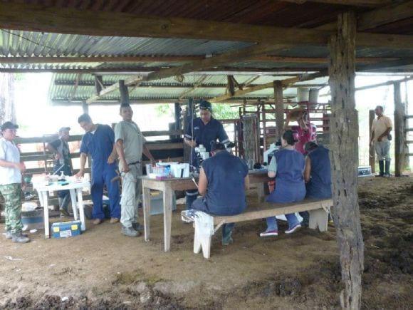 embriones e inseminacion