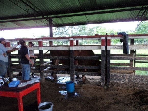 embriones e inseminacion