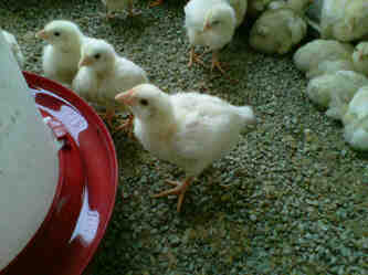 Cama de pollos y otros