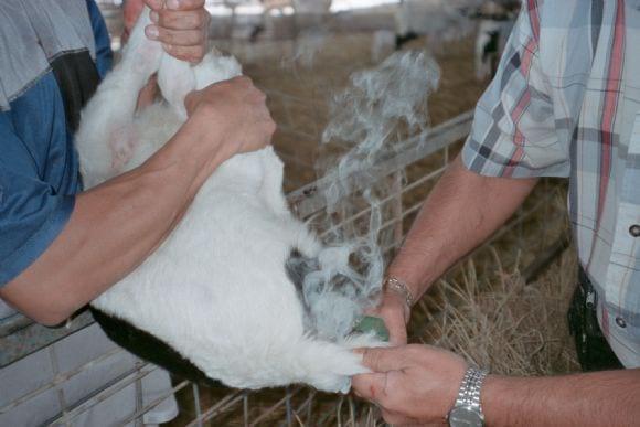 descole de cria hembra