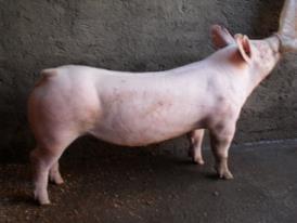 Mi granja