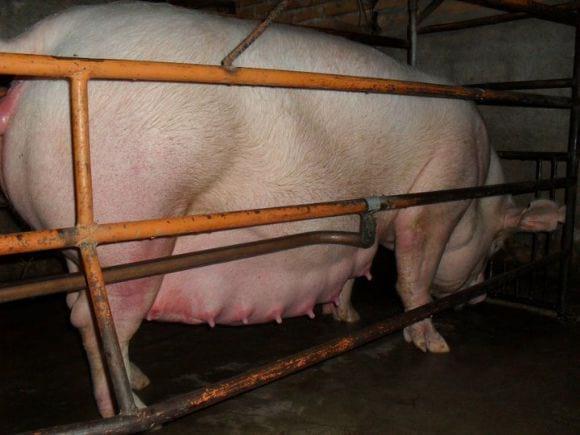 Mi granja