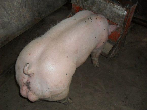 Mi granja