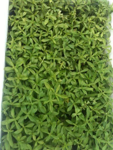 Stevia Rebaudiana Bertoni, Variedad Morita II & III