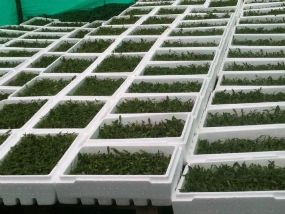 Stevia Rebaudiana Bertoni, Variedad Morita II & III