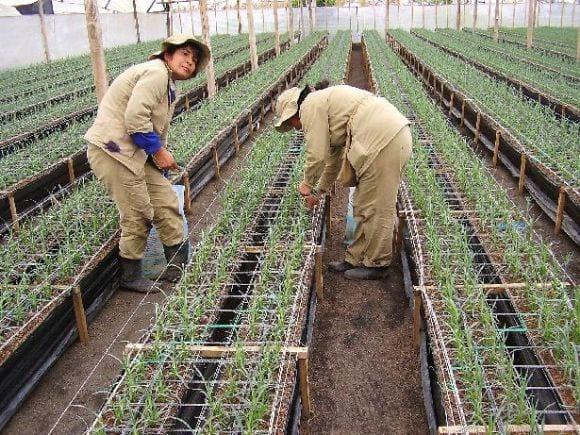 Labor cultural de despunte en clavel