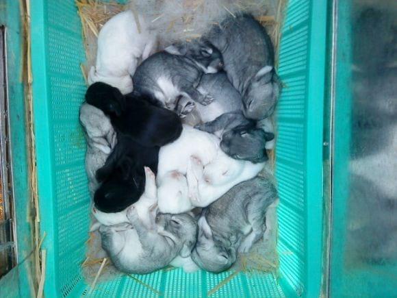 gazapos chinchilla