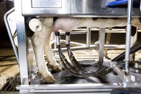 Vaca ordeñándose con Robot de ordeño DeLaval