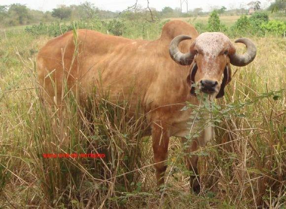 Vaca Gyr Potrero
