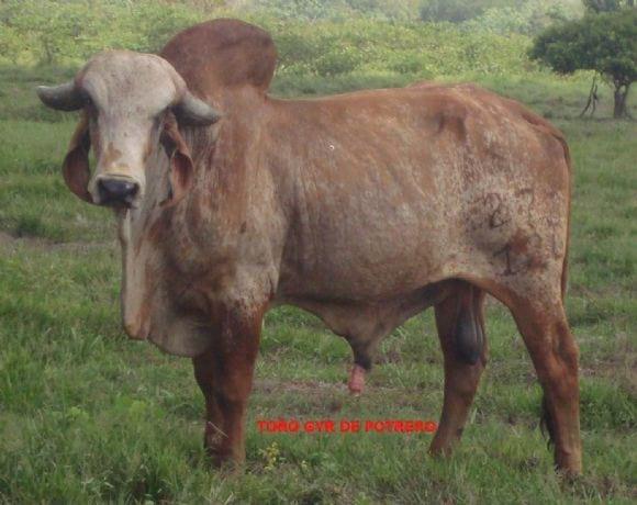Toro Gyr