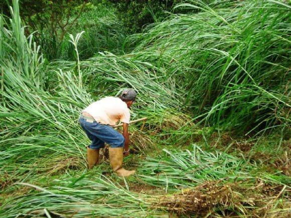 El pasto maralfalfa
