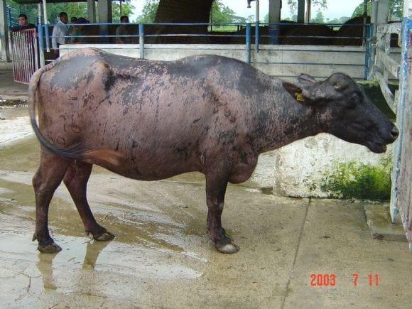 Búfala con leucoderma