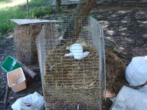 Compostador de mortalidad