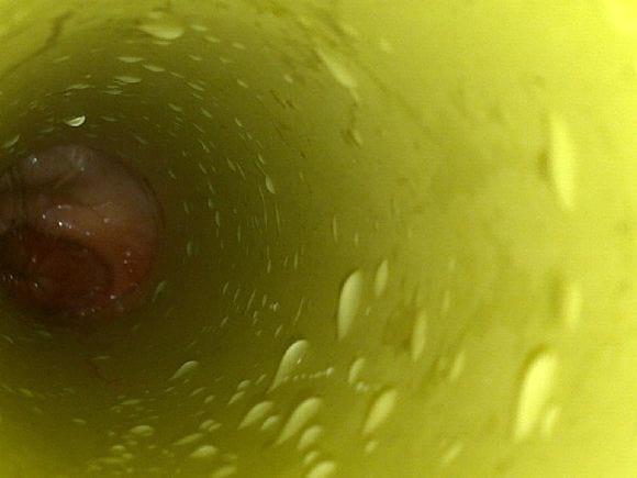 Endometritis clínica, en un  vientre de 268 días sin mostrar celo alguno