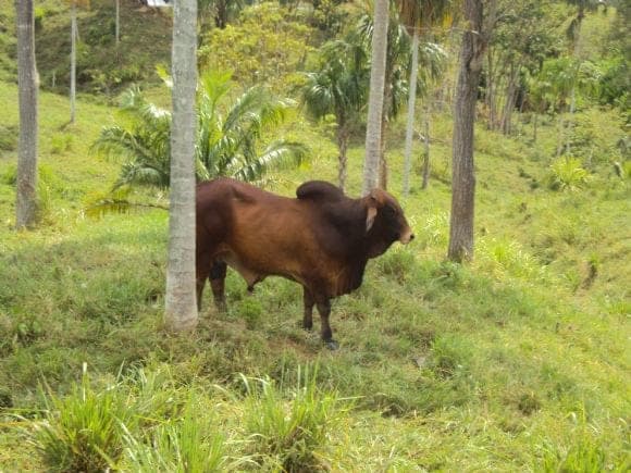 Toros puros