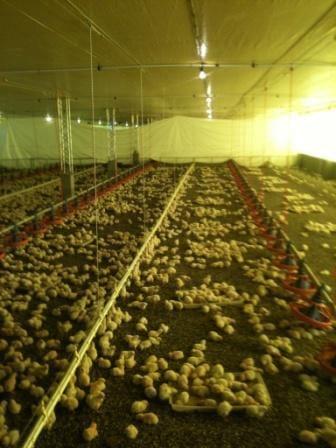instalacion de equipamiento para pollos